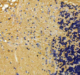 Anti-Zebrafish alk Antibody Boster Bio