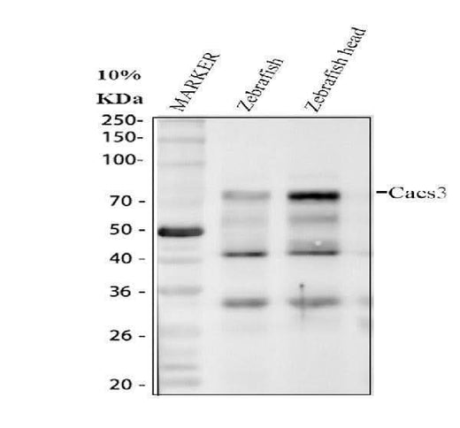 Anti-Zebrafish Casc3 Antibody Boster Bio