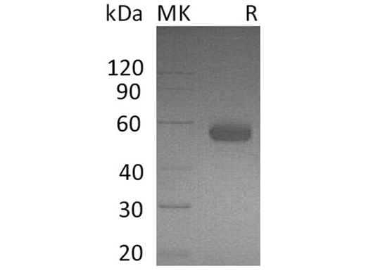 > 90 % as determined by reducing SDS-PAGE.