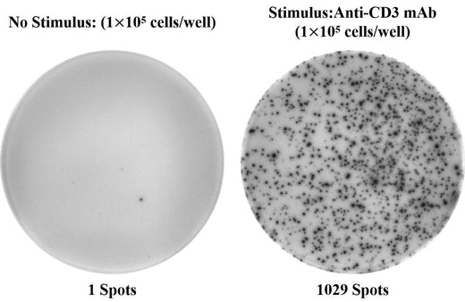 Human IFN-γ (Interferon Gamma) ELISPOT Kit - ABMIUM