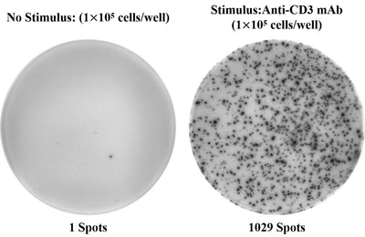 Human IFN-γ (Interferon Gamma) ELISPOT Kit - ABMIUM