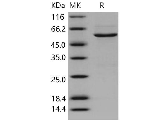 > 80 % as determined by reducing SDS-PAGE.