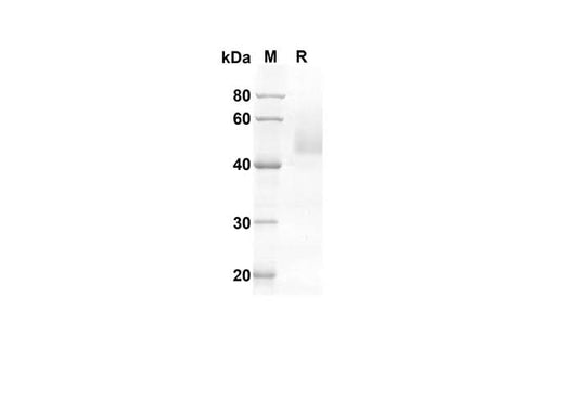 SDS-PAGE analysis of Human FASL proteins, 2 μg/lane of Recombinant Human FASL proteins was resolved with an SDS-PAGE under reducing conditions, showing bands at 41.17 kDa.