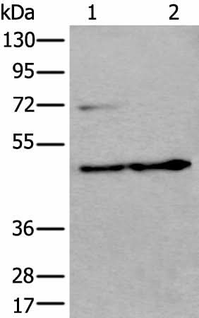 Western blot analysis of HEPG2 cell and Human testis tissue lysates using PRKAR2A Polyclonal Antibody at dilution of 1:550