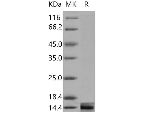 Recombinant Mouse Galectin-1/LGALS1 Protein - ABMIUM