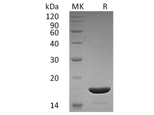 > 98 % as determined by reducing SDS-PAGE.