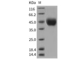 Recombinant Rat CD14 Protein (His Tag) - ABMIUM