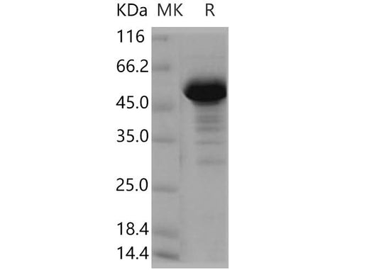 > 90 % as determined by reducing SDS-PAGE.