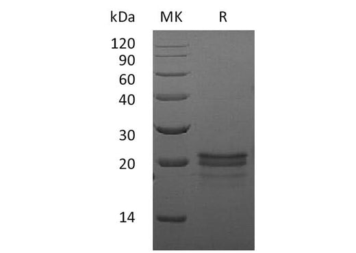 > 90 % as determined by reducing SDS-PAGE.