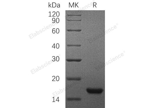 Recombinant Rat SCF/c-Kit Ligand Protein (E.coli, His Tag) - ABMIUM