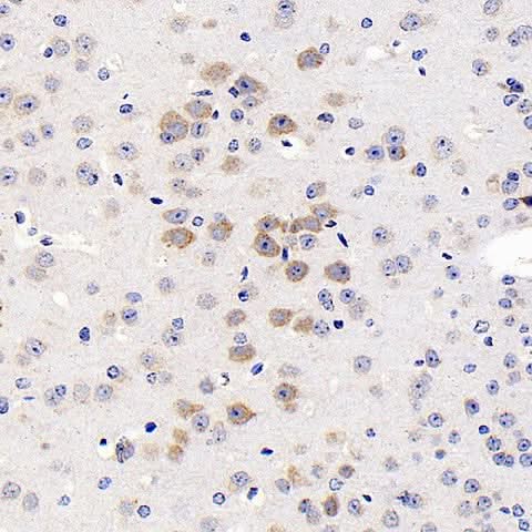 Immunohistochemistry analysis of paraffin-embedded mouse brain using GRIN2B Polyclonal Antibody at dilution of 1:200.