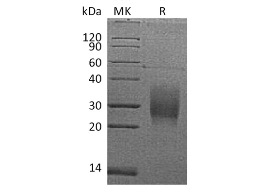 > 95 % as determined by reducing SDS-PAGE.