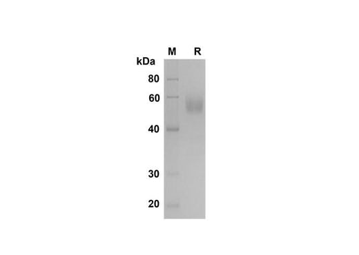 SDS-PAGE analysis of Mouse Fas/TNFRSF6/CD95 proteins , 2 μg/lane of Recombinant Mouse Fas/TNFRSF6/CD95 proteins was resolved with SDS-PAGE under reducing conditions , showing bands at 55 kDa.