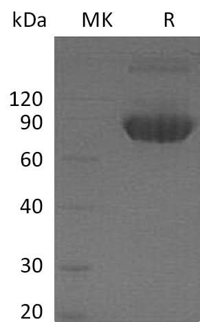Recombinant Mouse CD80/B7-1 Protein (Fc Tag) - ABMIUM