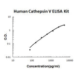 Human Cathepsin V PicoKine® Quick ELISA Kit Boster Bio