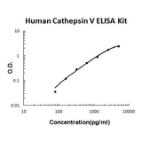 Human Cathepsin V PicoKine® Quick ELISA Kit Boster Bio