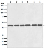 Anti-beta Actin Mouse Monoclonal Antibody(HRP Conjugated) Boster Bio