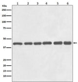 Anti-beta Actin Mouse Monoclonal Antibody(HRP Conjugated) Boster Bio