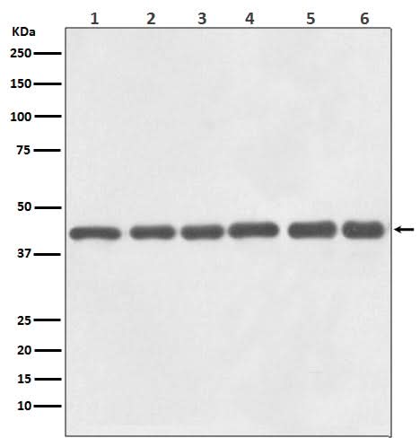 Anti-beta Actin Mouse Monoclonal Antibody(HRP Conjugated) Boster Bio
