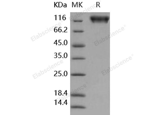 > 97 % as determined by reducing SDS-PAGE.