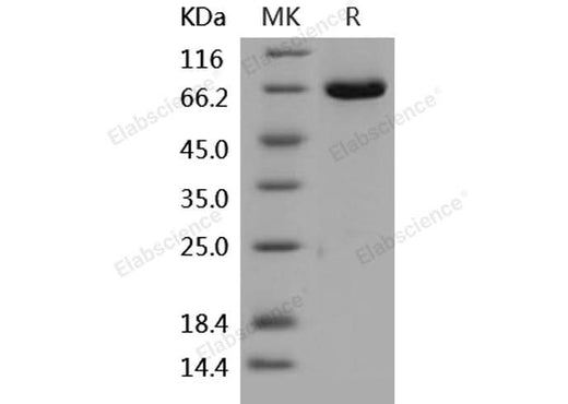 > 98 % as determined by reducing SDS-PAGE.