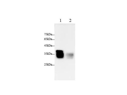 Anti-Rat Dao Antibody - ABMIUM