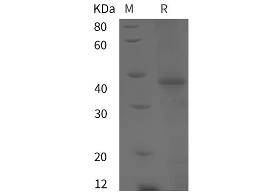 SDS-PAGE analysis of Mouse TRFE proteins, 2 μg/lane of Recombinant Mouse TRFE proteins was resolved with SDS-PAGE under reducing conditions, showing bands at 38 kDa.