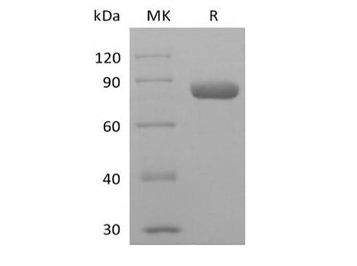 Recombinant Human PVRL2/Nectin-2/CD112 (C-mIgG2a Fc) - ABMIUM