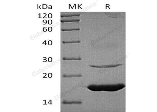 > 96 % as determined by reducing SDS-PAGE.