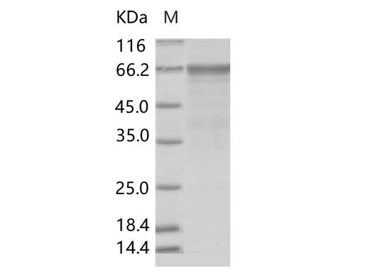 > 90 % as determined by reducing SDS-PAGE.