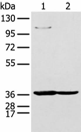 Western blot analysis of 293T and K562 cell using NUDT19 Polyclonal Antibody at dilution of 1:350