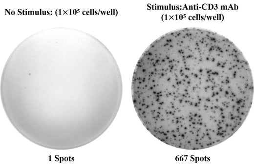 Human IL-4 (Interleukin 4) ELISPOT Kit - ABMIUM
