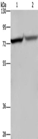 Anti-Human REL Antibody - ABMIUM
