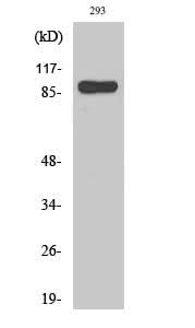 Western Blot analysis of 293 cells using Stat1 Polyclonal Antibody at dilution of 1:2000.