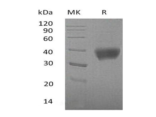 > 95 % as determined by reducing SDS-PAGE.