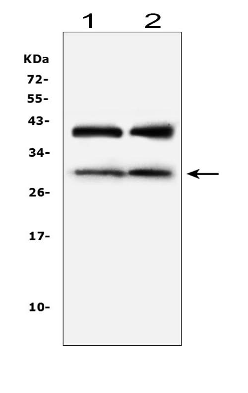 Anti-IGFBP1 Antibody Picoband® Boster Bio