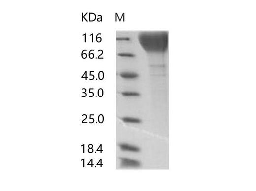 > 90 % as determined by reducing SDS-PAGE.