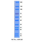 Calibrated Color Prestained Protein Marker (10-250kDa) - ABMIUM