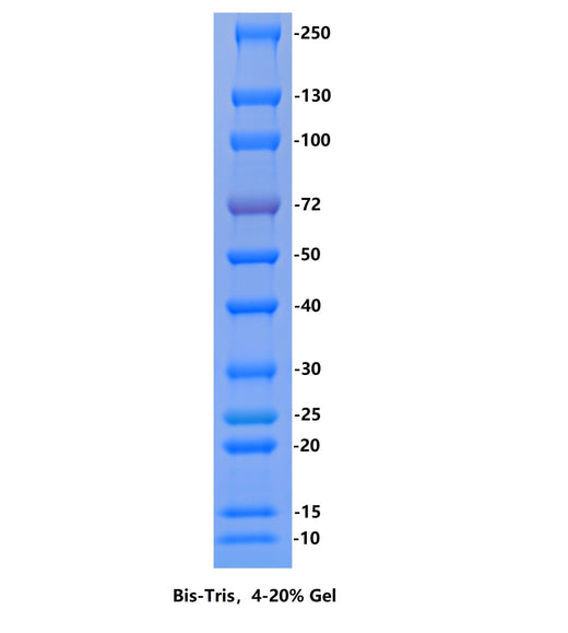 Calibrated Color Prestained Protein Marker (10-250kDa) - ABMIUM