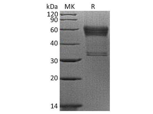 > 90 % as determined by reducing SDS-PAGE.