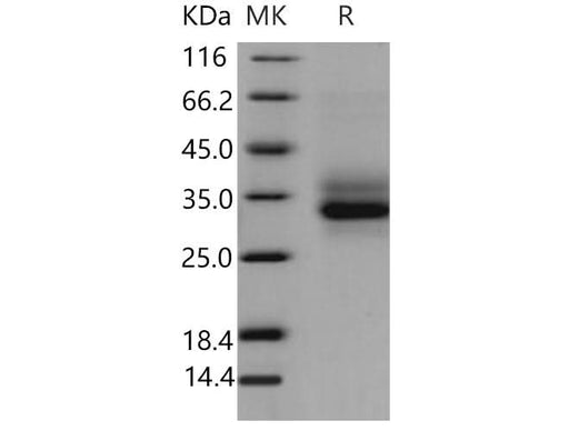 > 95 % as determined by reducing SDS-PAGE.
