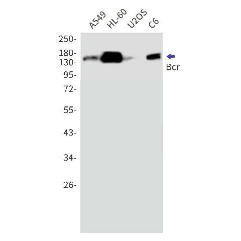Western blot detection of Bcr in A549,HL-60,U2OS,C6 cell lysates using Bcr Rabbit mAb(1:1000 diluted).Predicted band size:143kDa.Observed band size:160kDa.