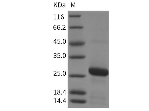 > 90 % as determined by reducing SDS-PAGE.