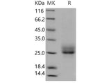 > 95 % as determined by reducing SDS-PAGE.