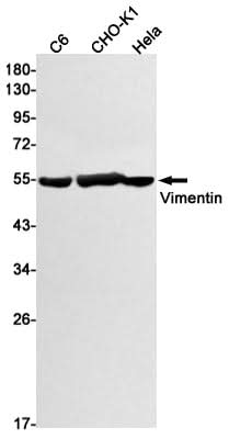 Western blot detection of Vimentin in C6,CHO-K1,Hela cell lysates using Vimentin Rabbit mAb(1:1000 diluted).Predicted band size:54kDa.Observed band size:54kDa.
