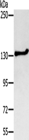Anti-Human NEMF Antibody - ABMIUM