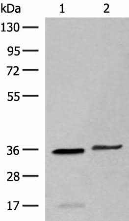 Anti-Human LGALS4 Antibody