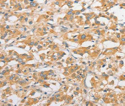 Anti-Human TLR5 Antibody