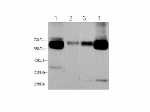 Western blot with Maoa Polyclonal antibody at dilution of 1:1000.lane 1:NIH/3T3 whole cell lysate,lane 2:Mouse brain,lane3:Rat Brian,lane4:Rat heart