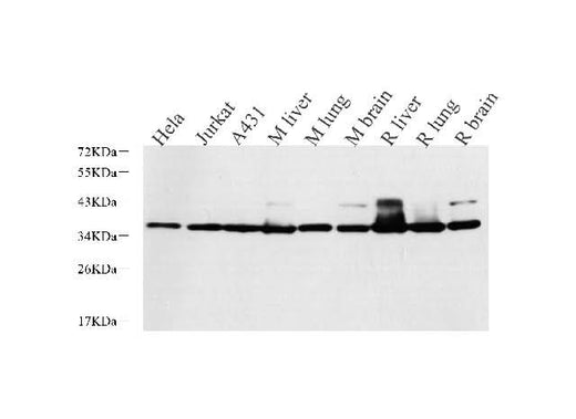 Western Blot analysis of various samples using LDHA Polyclonal Antibody at dilution of 1:1000.